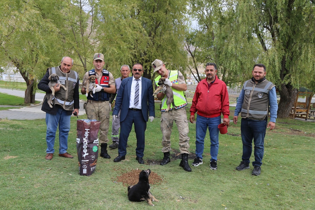 Sokak Hayvanları Unutulmuyor